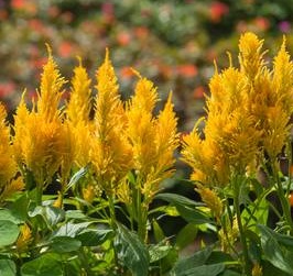 Celosia Plumed - Yellow