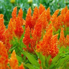 Celosia Plumed - Orange
