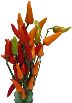 Chilli Peppers - Ornamental