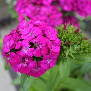 Dianthus - Gypsy Pink