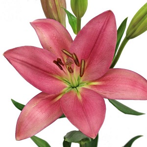 LA Hybrid Lily - Pink