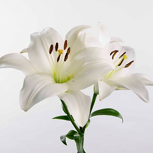 LA Hybrid Lily - White