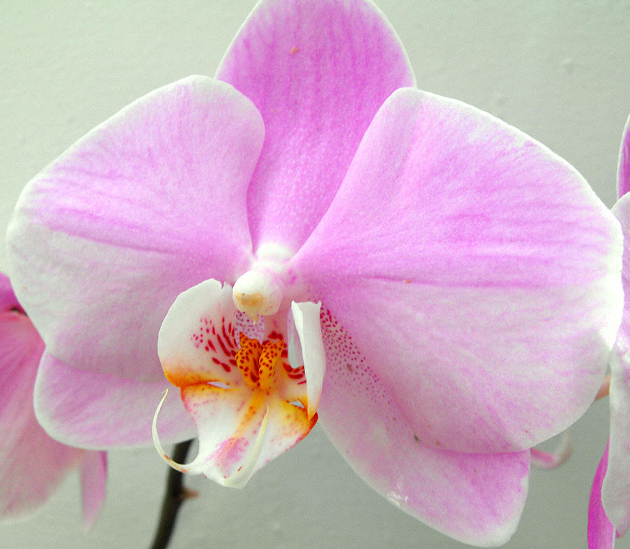Phalaenopsis - Pink - 3 stems