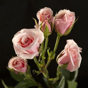 Spray Rose - Majolica - Light Pink/Blush