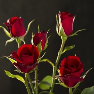 Spray Rose - Rubicon - Red/Burgundy