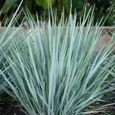Flax Foliage - Silver Tips