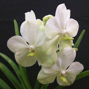 Vanda Orchid - White