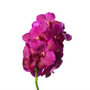 Vanda Orchid - Fuschia
