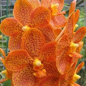 Vanda Orchid - Orange