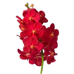 Vanda Orchid - Red