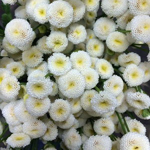Feverfew - Buttons - White