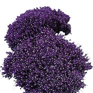 Trachelium - Purple