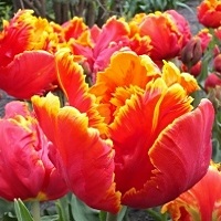Parrot Tulip - Yellow/Orange/Red Mix - Click Image to Close