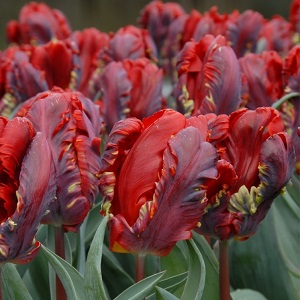 Parrot Tulip - Red/Dark Red Mix - Click Image to Close