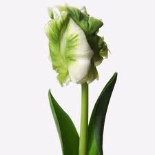 Parrot Tulip - White/Green Mix - Click Image to Close