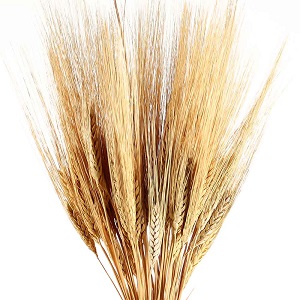 Wheat - Dried