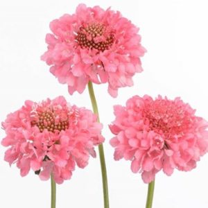 Scabiosa - Candy - Pink