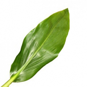 Ti Leaf - Green