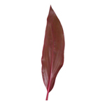 Ti Leaf - Red