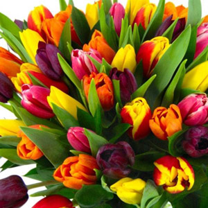Tulips - Assorted 12 Bunches