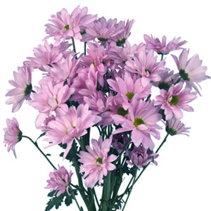 Daisy Pom - Lavender - Click Image to Close