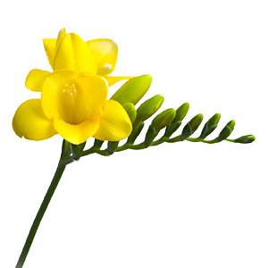 Freesia - Yellow - Click Image to Close