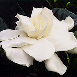 Gardenias - White - Click Image to Close