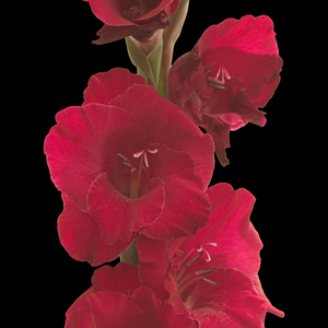 Gladiolus - Burgundy - Click Image to Close
