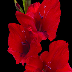 Gladiolus - Red