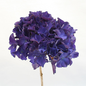 Hydrangea - 5 Stems Specialty Purple
