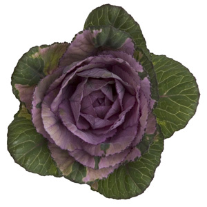 Kale - Purple