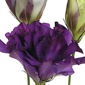 Lisianthus - Purple - Click Image to Close