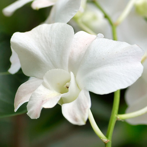 Dendrobium - 10 Stems White