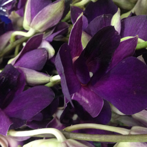 Dendrobium - 10 Stems Purple - Click Image to Close