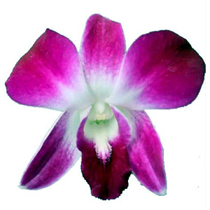 Dendrobium - 10 Stems Fuchsia - White Throat - Click Image to Close