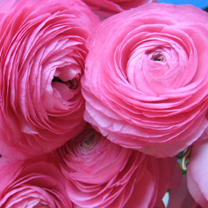 Ranunculus - Pink