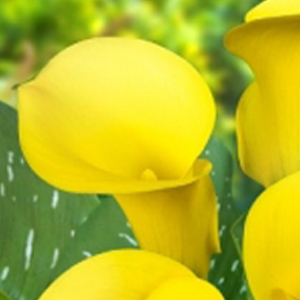 Mini Calla - Yellow - Click Image to Close