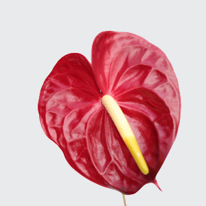Anthurium - 5 Stems Red - Small (2"-4")