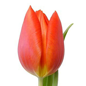 Tulips - Orange 12 Bunches