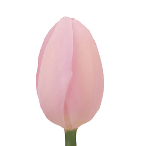 Tulips - Light Pink 12 Bunches