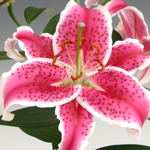 Oriental Lily - Starfighter - Vivid Pink with White Edges - Click Image to Close