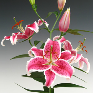Oriental Lily - Starfighter - Vivid Pink with White Edges - Click Image to Close