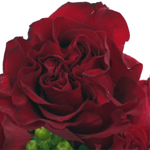 Rose - Hearts 50cm