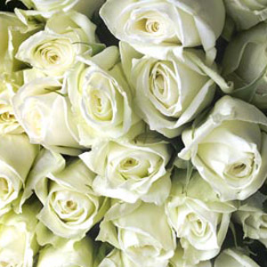 150 White Roses - 60cm