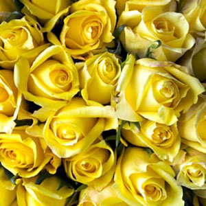 200 Yellow Roses - 50cm