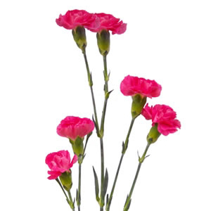 Mini Carnations - Hot Pink - $11.00 : Reno Wholesale Flowers, Flower ...