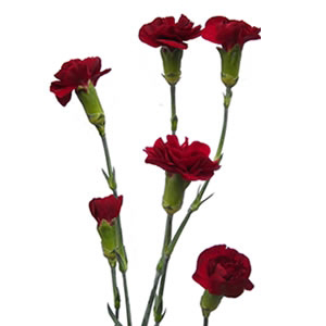 Mini Carnations - Burgundy