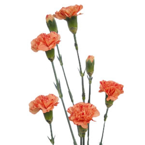 Mini Carnations - Orange