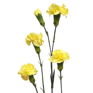 Mini Carnations - Yellow