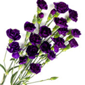 Mini Carnations - Purple